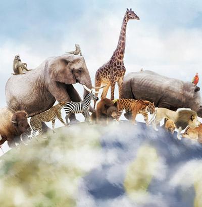 Animation  nature pour EHPAD et résidence senior - Atlas des animaux du monde