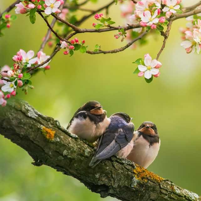 Quizz saisons pour EHPAD et résidence senior - Le printemps
