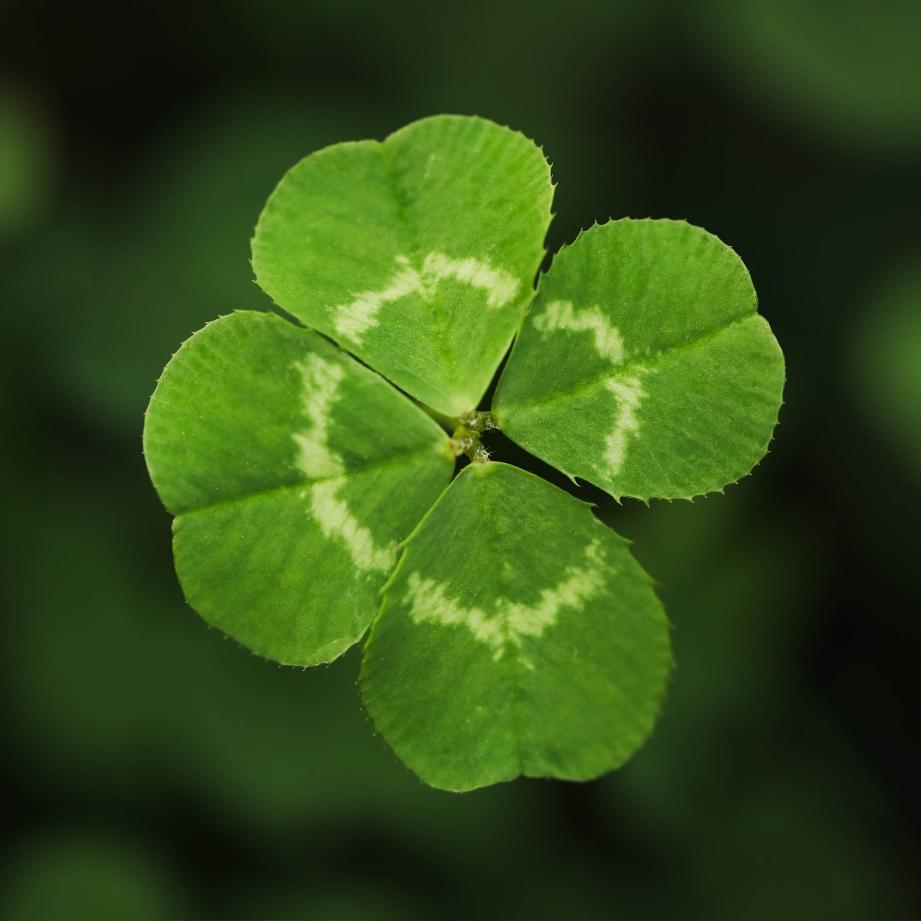 Animation  Vendredi 13 pour EHPAD et résidence séniors - Jour de chance ou de poisse ?